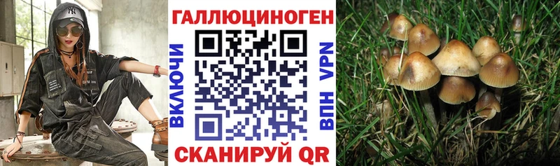 Псилоцибиновые грибы Psilocybe  Купить  Таштагол 
